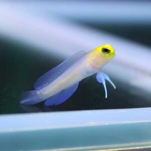 Yellow-headed small fish with translucent body and blue fins swimming near a glass tank surface, viewed in profile