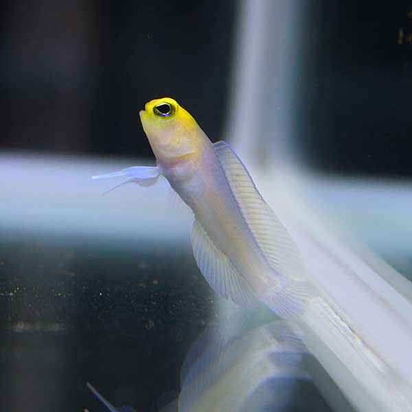 イエローヘッドジョーフィッシュ 3-4cm±! 海水魚 ハゼ 15時までのご注文で当日発送(t121