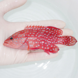 Red fish with white spots being held in a gloved hand over clear water