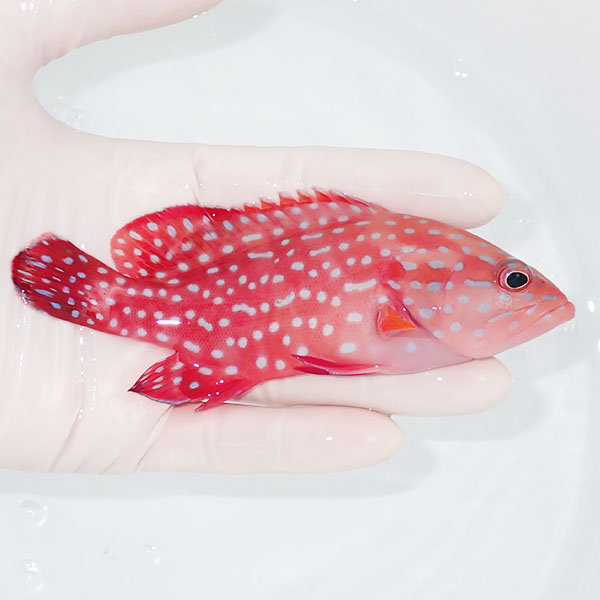 【現物2】ユカタハタ 13.5cm± !海水魚 生体 15時までのご注文で当日発送(t120