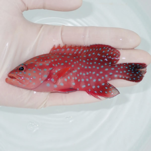 Small red fish with bright blue spots cradled in a gloved hand over clear water in a shallow tank