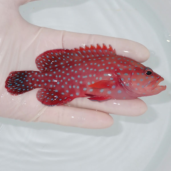 【現物1】ユカタハタ 12.5cm±  !海水魚 生体 15時までのご注文で当日発送(t120