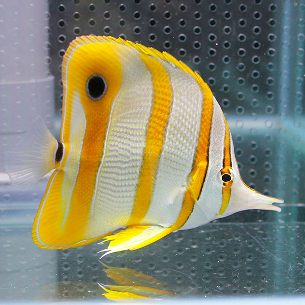 ハシナガチョウ(チェルモ) 8-10cm !海水魚 チョウチョウウオ 15時までのご注文で当日発送(t114