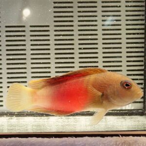 Orange-pink fish with red belly swimming in a glass aquarium; pale fins and a dark eye visible against a striped background behind the tank.