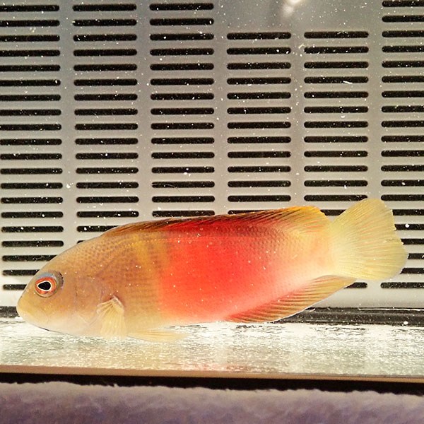 メギス 8-10cm± !海水魚 生体 餌付け済 15時までのご注文で当日発送(t120
