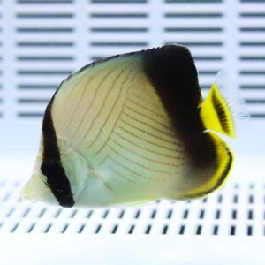 Yellow butterflyfish with black eye stripe and yellow fins, swimming against a white grid-pattern background in an aquarium water tank.