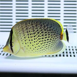Yellow-bodied fish covered in black spots with a dark eye stripe, swimming in a white aquarium backdrop.