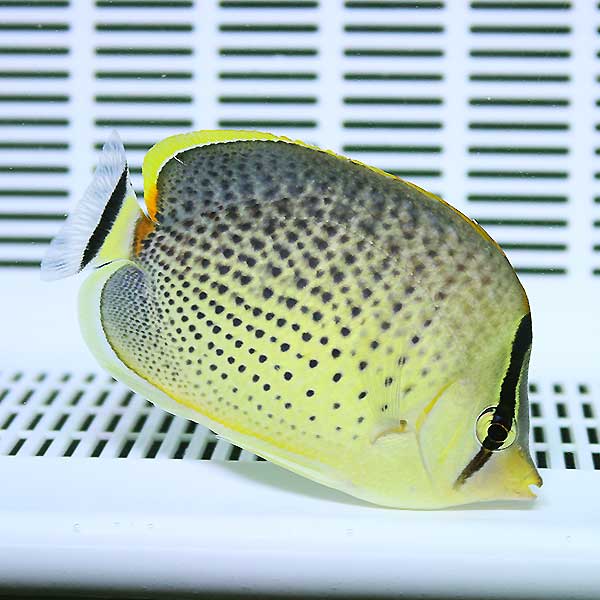 スポテッドバタフライ 7-10cm±! 15時までのご注文で当日発送(t114