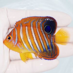 Small orange striped tropical fish with blue vertical stripes and a blue-rimmed eye, held by a hand.