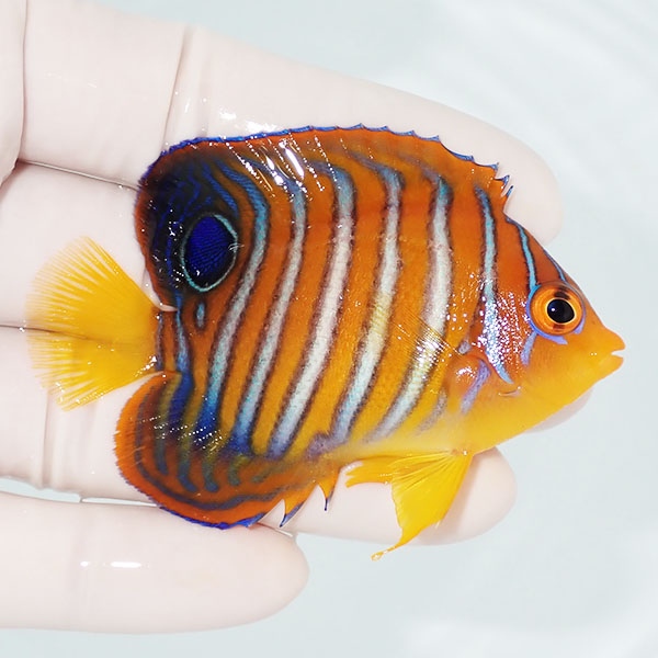 【現物14】粒エサOK モルディブ産インドニシキヤッコ 7cm±! 海水魚 ヤッコ 15時までのご注文で当日発送(t111