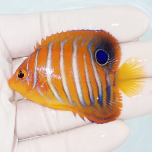Small tropical butterflyfish with orange body and vertical white stripes, blue tail fin, and a blue eye-spot near the rear, held in a hand.