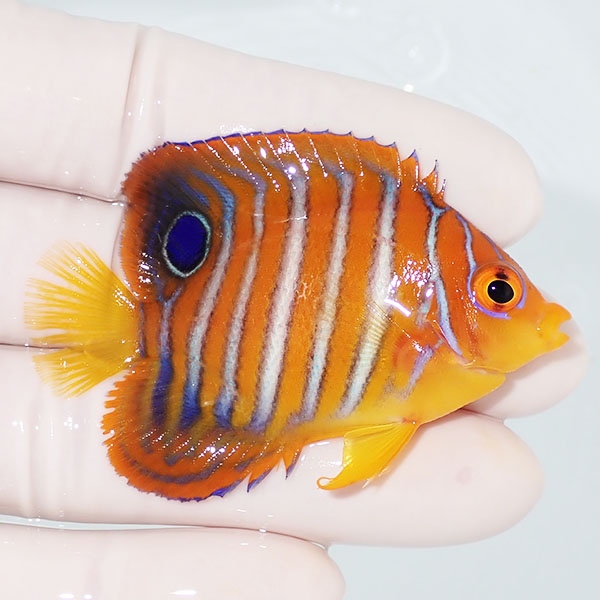 【現物16】粒エサOK モルディブ産 インドニシキヤッコ 6cm±!海水魚 ヤッコ15時までのご注文で当日発送(t111(t207