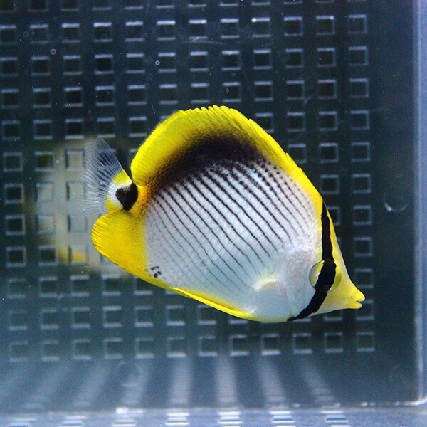 アケボノチョウ 4-6cm±! 海水魚 チョウチョウウオ  15時までのご注文で当日発送(t114
