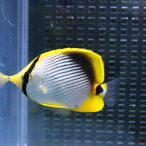 アケボノチョウ【3匹セット】 4-6cm±! 海水魚 チョウチョウウオ 15時までのご注文で当日発送(t114