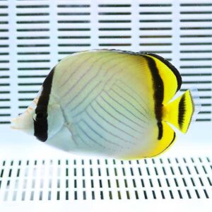 Yellow and white butterflyfish with black bands swimming in an aquarium with a white slatted background.