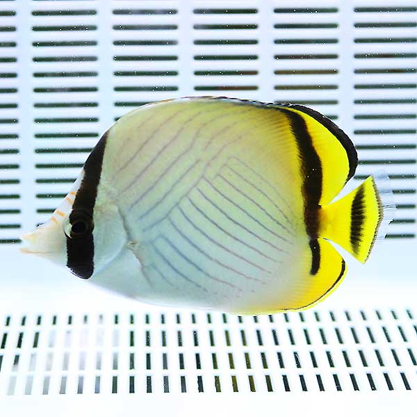 フウライチョウ 4-6cm±!海水魚 15時までのご注文で当日発送(t114