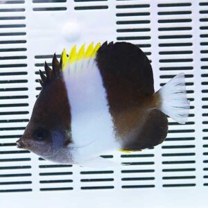Angelfish with a white body and black and yellow markings swimming against a white slotted background, likely in an aquarium setting
