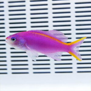Purple-pink tropical fish with a bright orange stripe along its back swimming in front of a slatted white background.