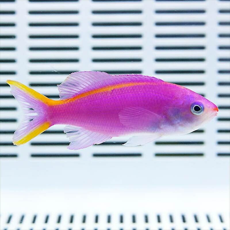 パープルクィーンアンティアスイエローライン 7-9cm! 海水魚 ハナダイ 15時までのご注文で当日発送(t118