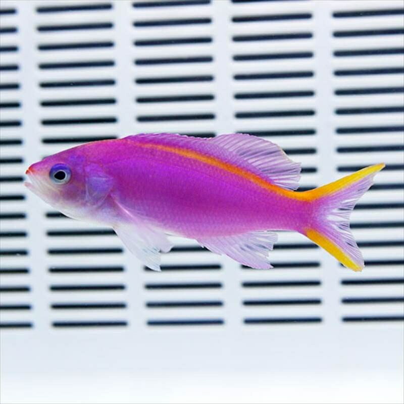 パープルクィーンアンティアスイエローラインbig 9-11cm! 海水魚 ハナダイ 15時までのご注文で当日発送(t118