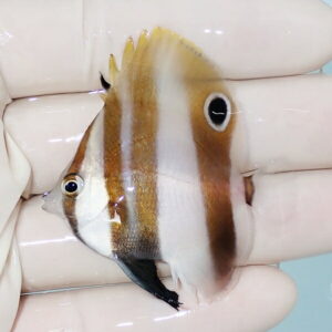 Small tropical fish with brown and white vertical bands, held between gloved fingers.