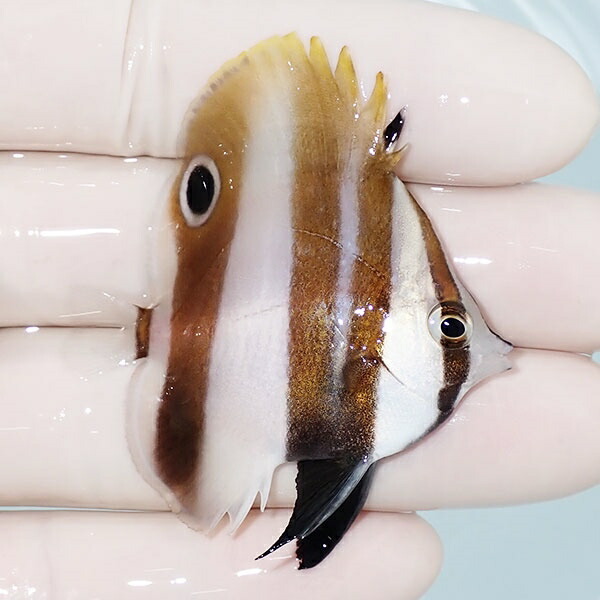 キスジゲンロクダイ 4.7cm± 海水魚! チョウチョウウオ (t114