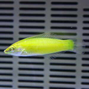 Small bright yellow tropical fish swimming left to right in front of a gray slatted background in an aquarium setting.