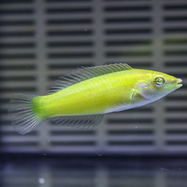 ライムラス 5-7cm±海水魚 ベラ15時までのご注文で当日発送(t122