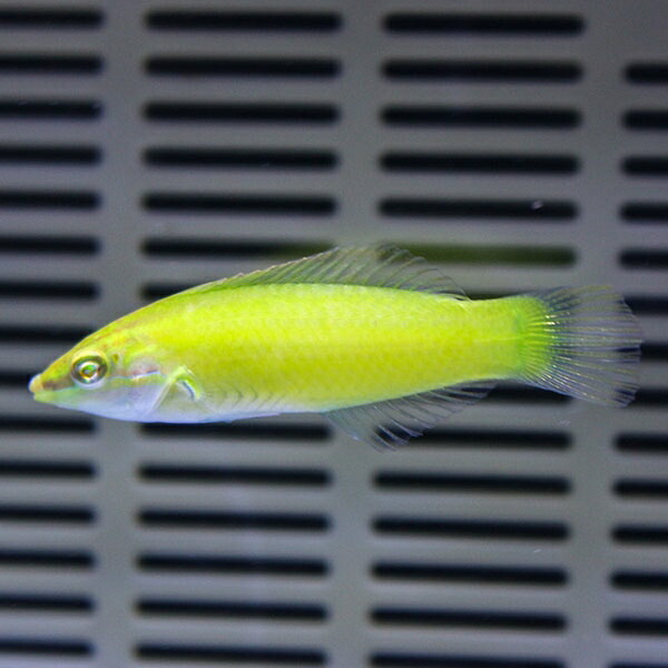 ライムラス 5-7cm±海水魚 ベラ15時までのご注文で当日発送(t122