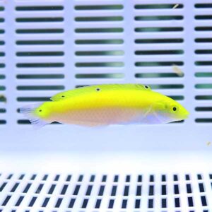 Bright yellow fish with translucent fins swimming in a blue plastic-grated aquarium background, side view.