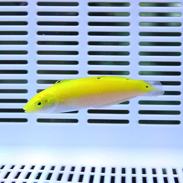 インディアンカナリーラス 4-6cm±!海水魚 ベラ15時までのご注文で当日発送(t122