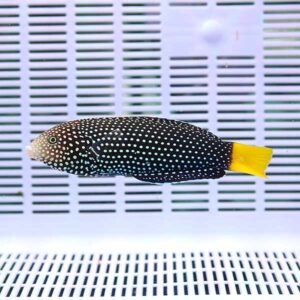 Small blue-black fish with light blue spots and a bright yellow tail swimming in a white plastic aquarium tank