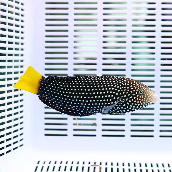 ホクトベラ 4-6cm± !海水魚 ベラ 15時までのご注文で当日発送(t122