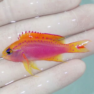 Small tropical fish with pink body and orange/yellow fins held on gloved fingers.