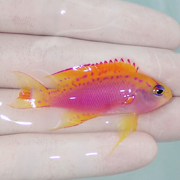 【現物1】ベントラリス♂ 5.5cm!海水魚 ハナダイ 15時までのご注文で当日発送【ハナダイ】(t207