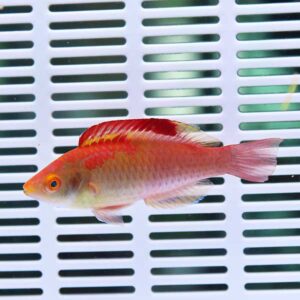 Bright orange tropical fish with red dorsal fin swimming against a white slotted background of a perforated panel.