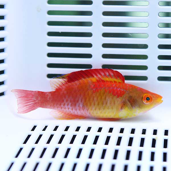 デベリウスフェアリーラス ♂ 6-8cm± 海水魚 ベラ! 餌付け15時までのご注文で当日発送(t122