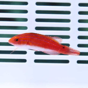 Red-orange striped tropical fish swimming in an aquarium with a white vented background.