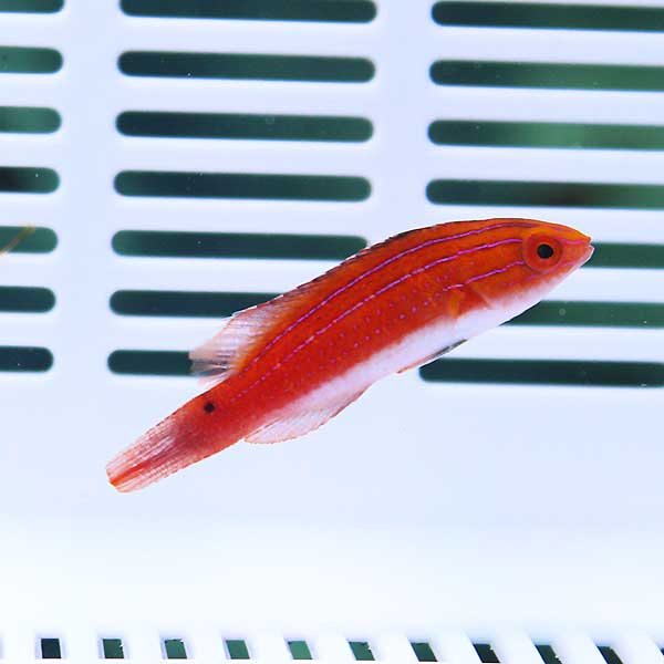 デベリウスフェアリーラス ♀ 4-8cm± 海水魚 ベラ! 餌付け15時までのご注文で当日発送(t122