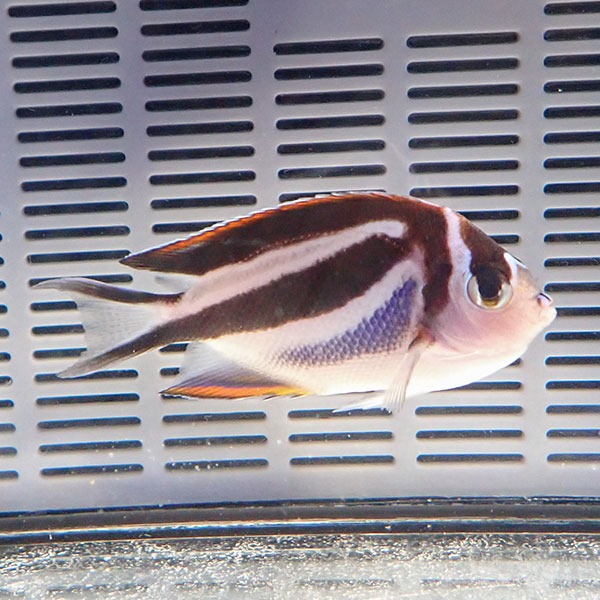 ベルスエンゼル メス 7-9cm± ! 海水魚 ヤッコ 15時までのご注文で当日発送(t111