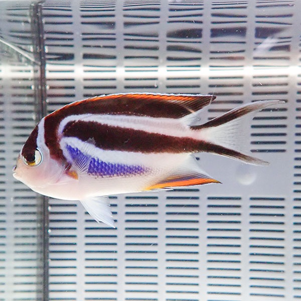 ベルスエンゼル メス 7-9cm± ! 海水魚 ヤッコ 15時までのご注文で当日発送(t111