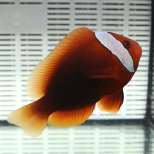 Bright orange tropical fish with a white facial patch swimming in a glass aquarium منتقل?