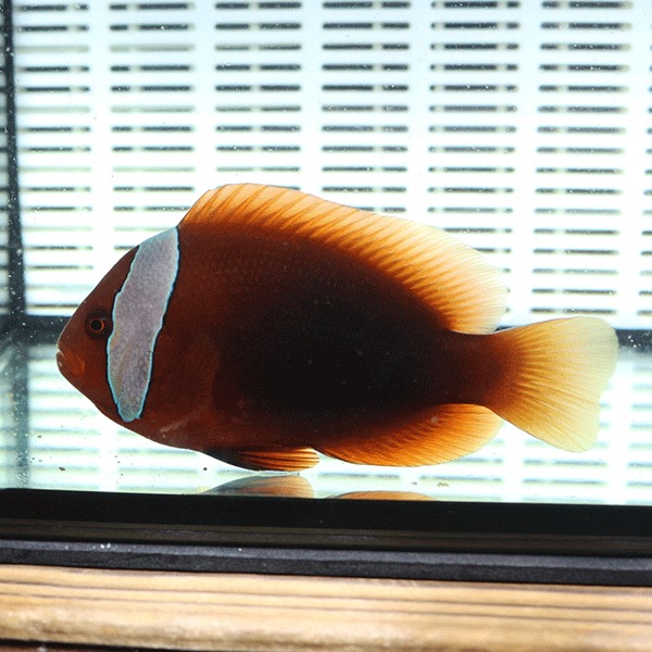 ハマクマノミ 8-10cm±!   海水魚 クマノミ 餌付け (t115