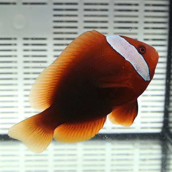 ハマクマノミ 8-10cm±!   海水魚 クマノミ 餌付け (t115