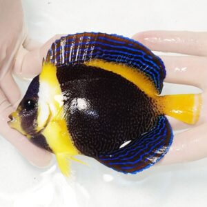 Yellow-faced tropical fish with black body and bright blue-edged fins being held in hands in shallow water nearby a yellow tail.
