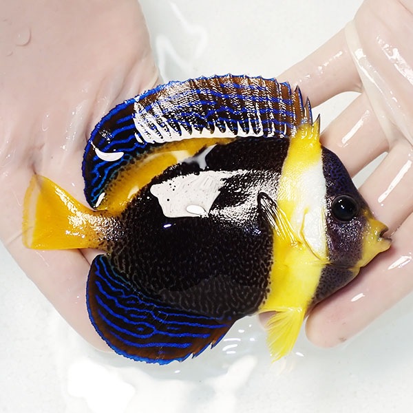 【現物1】顔スレ有り スクリブルドエンゼル 12.5cm±! 海水魚 ヤッコ 15時までのご注文で当日発送(t111(t207