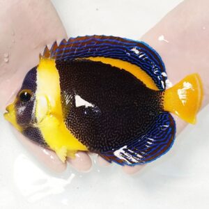 Tropical butterflyfish with yellow head and tail, dark midsection, and electric blue striped fins held in a person's hand above water.