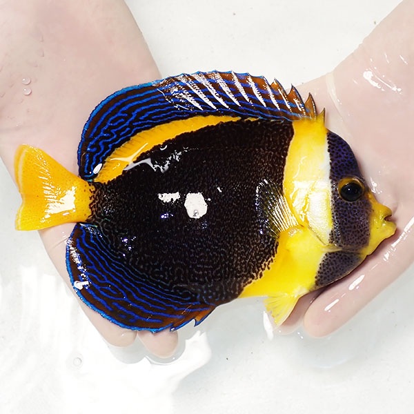 【現物2】顔スレ ヒレスレ有り スクリブルドエンゼル 17.5cm±! 海水魚 ヤッコ 15時までのご注文で当日発送(t111(t207
