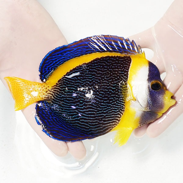 【現物3】粒エサOK スクリブルドエンゼル オス個体 18cm±! 海水魚 ヤッコ 15時までのご注文で当日発送(t111(t207