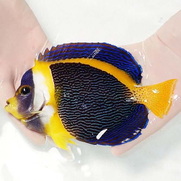 【現物3】粒エサOK スクリブルドエンゼル オス個体 18cm±! 海水魚 ヤッコ 15時までのご注文で当日発送(t111(t207